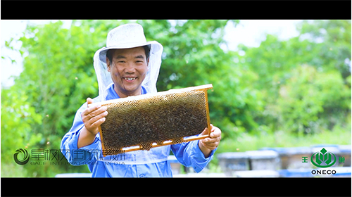 王巢蜂蜜（自然的馈赠）